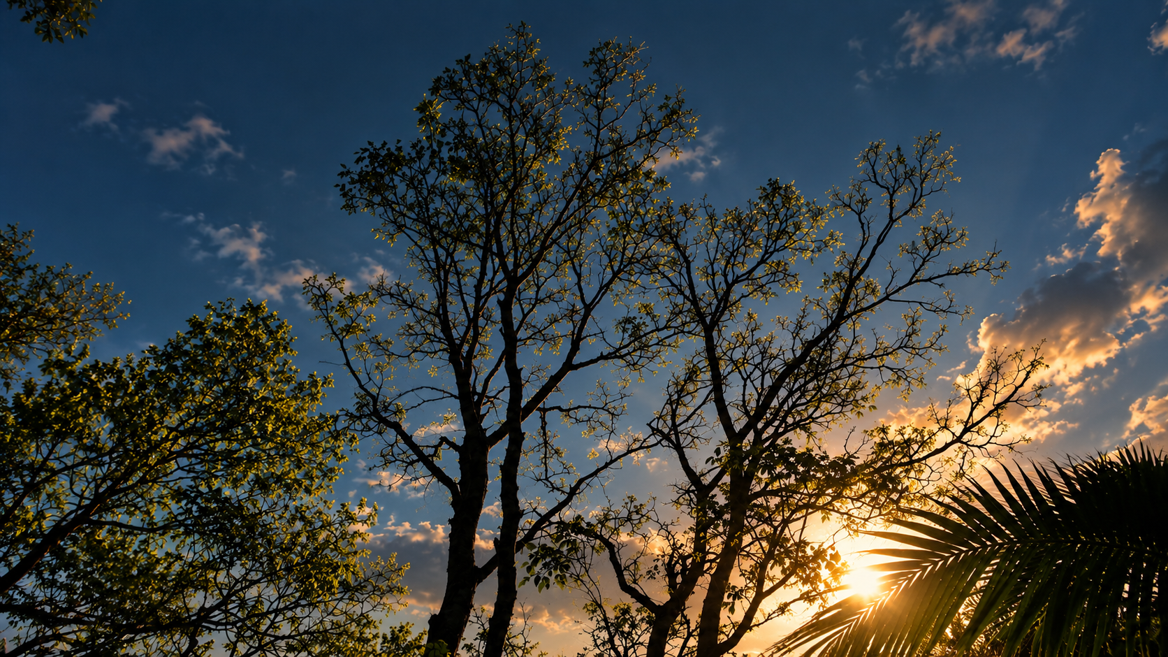 Árvores em contraluz ao pôr do sol na Mata Atlântica em Maquiné