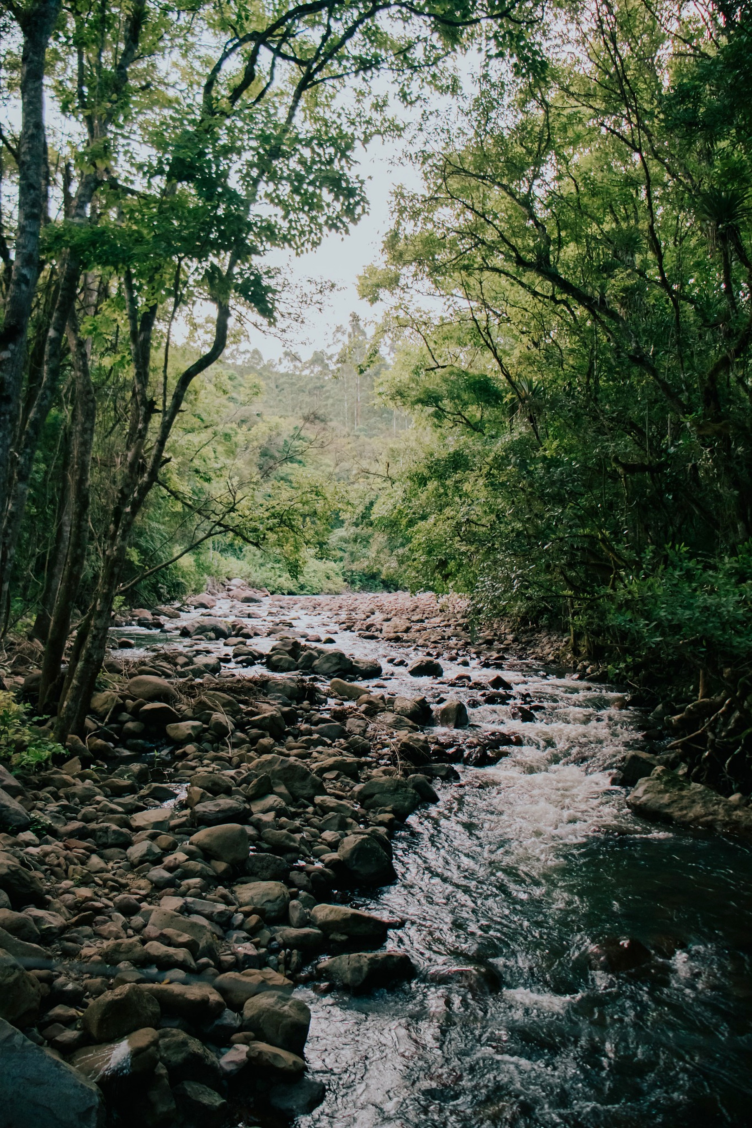 Rio corrente entre pedras cercado pela floresta de Maquiné